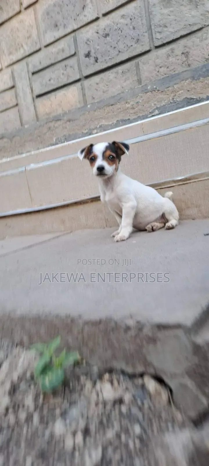 1-3 months Male Purebred Jack Russell Terrier