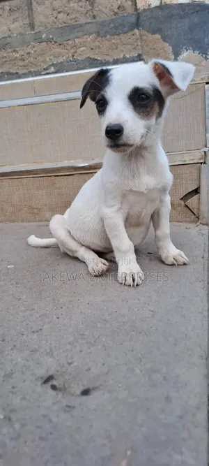 1-3 months Female Purebred Jack Russell Terrier