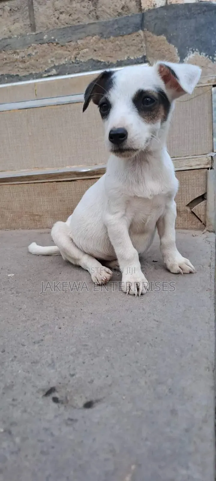 1-3 months Female Purebred Jack Russell Terrier