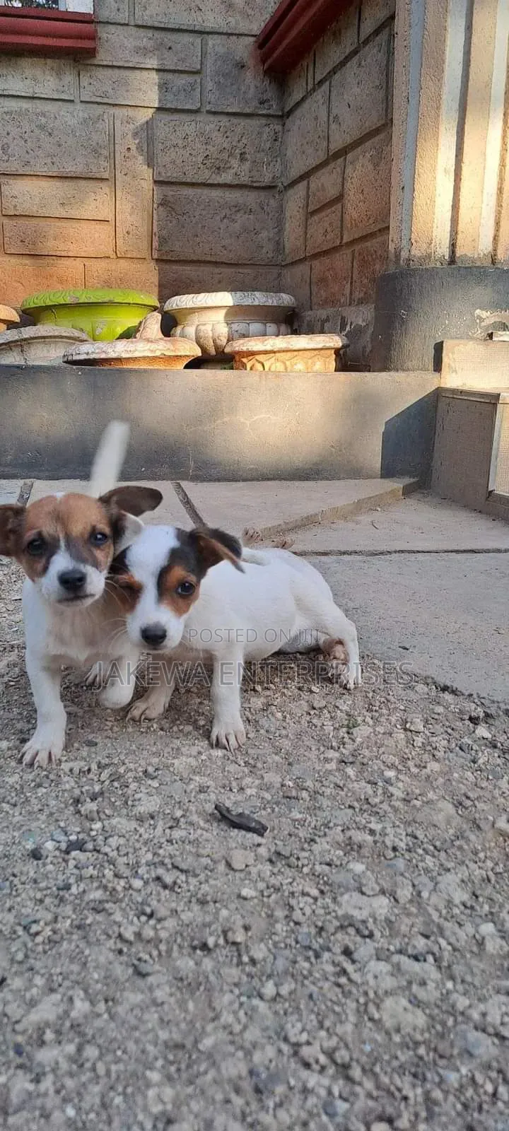 1-3 months Male Purebred Jack Russell Terrier