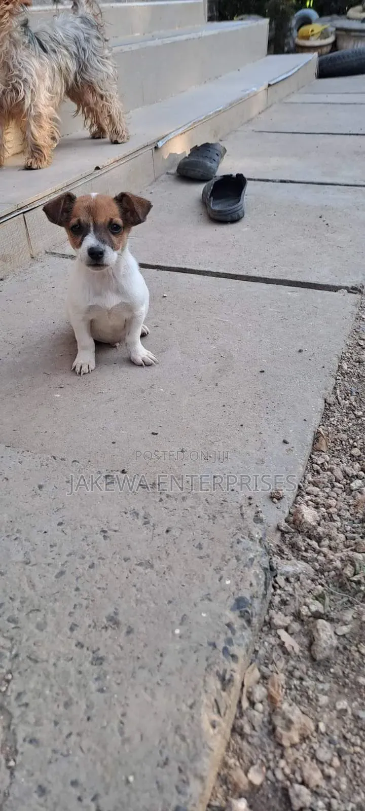 1-3 months Female Purebred Jack Russell Terrier
