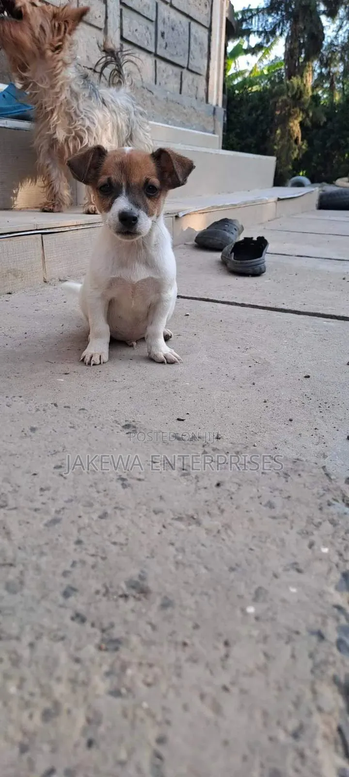 1-3 months Male Purebred Jack Russell Terrier