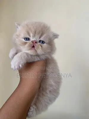 1-3 months Male Purebred Persian
