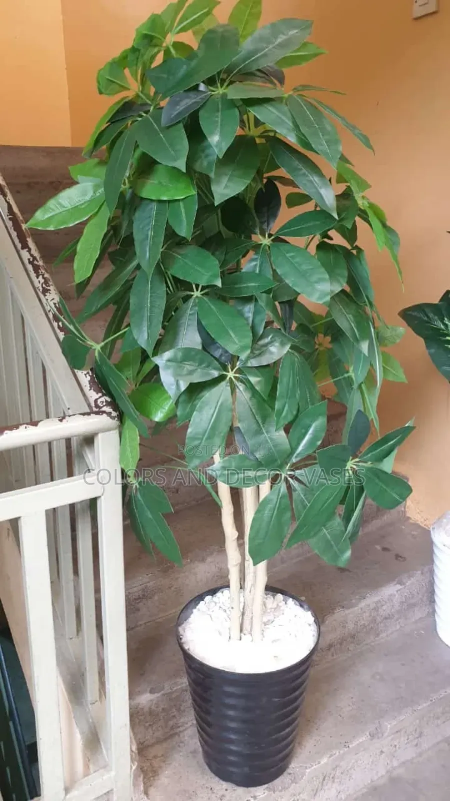 Avacado Plant Beautiful for Home Decor