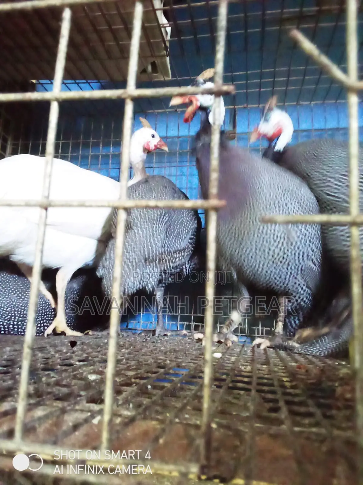 Pearl Grey Helmeted Guinea Fowl Hens and Cocks