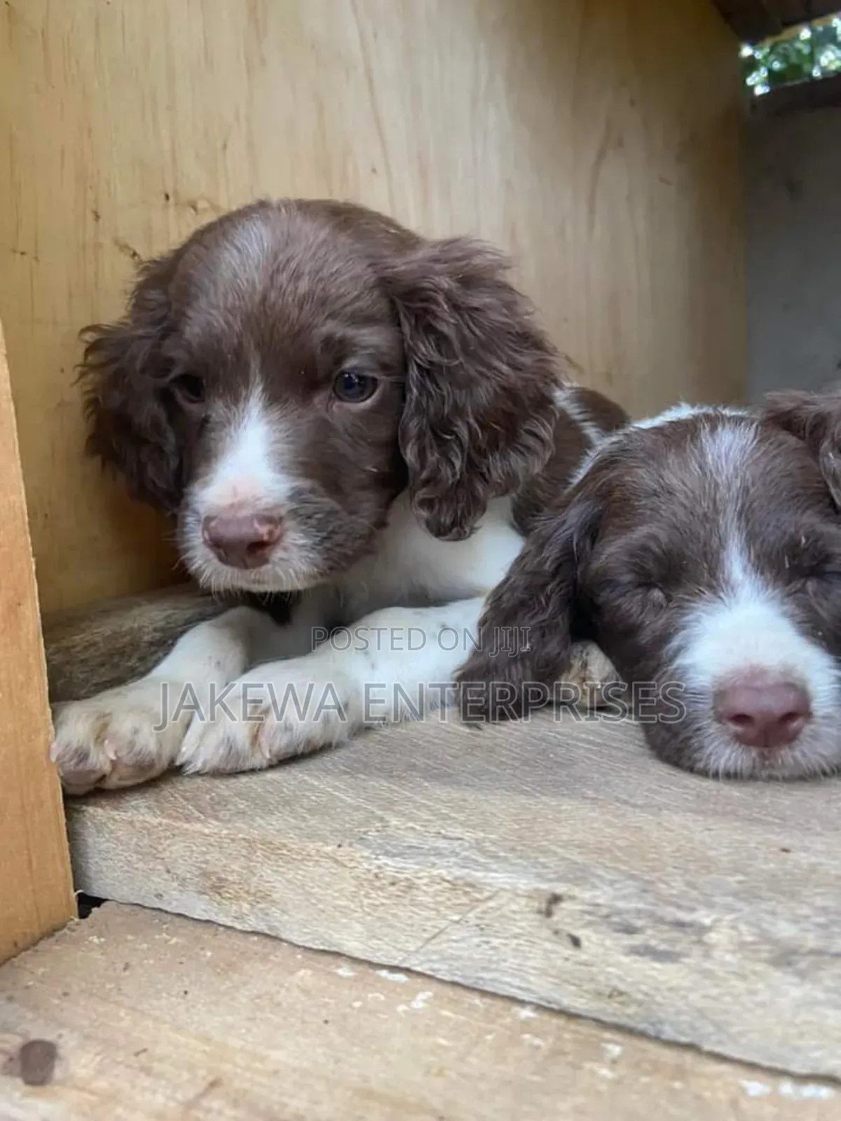 1-3 months Male Purebred English Springer Spaniel