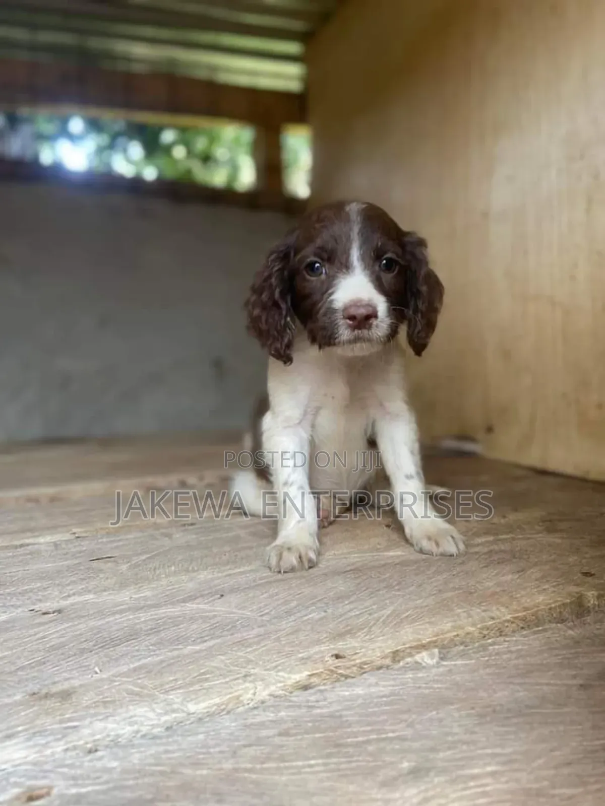 1-3 months Female Purebred English Springer Spaniel