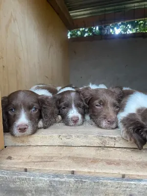 1-3 months Female Purebred English Springer Spaniel
