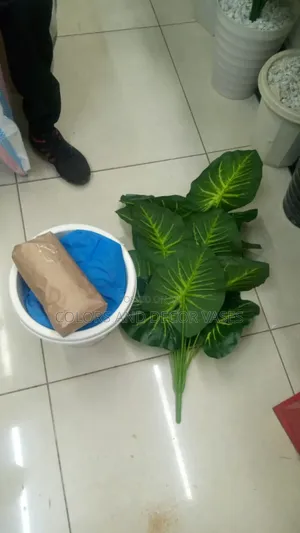 Beautiful and Affordable Plant With Plastic Vase