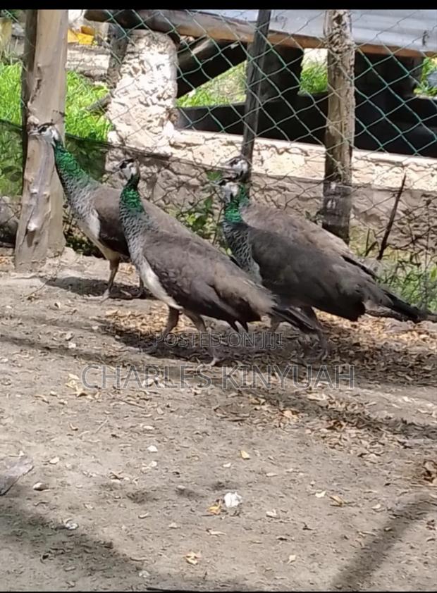Peacock Peahens - main view