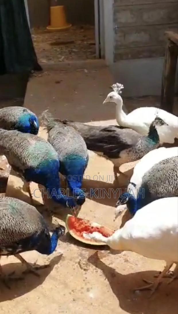 Peacock Peahens - thumbnail 3