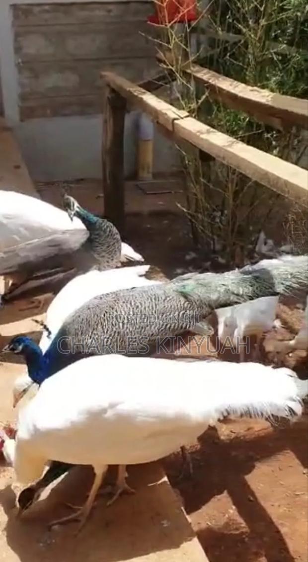 Peacock Peahens - thumbnail 4