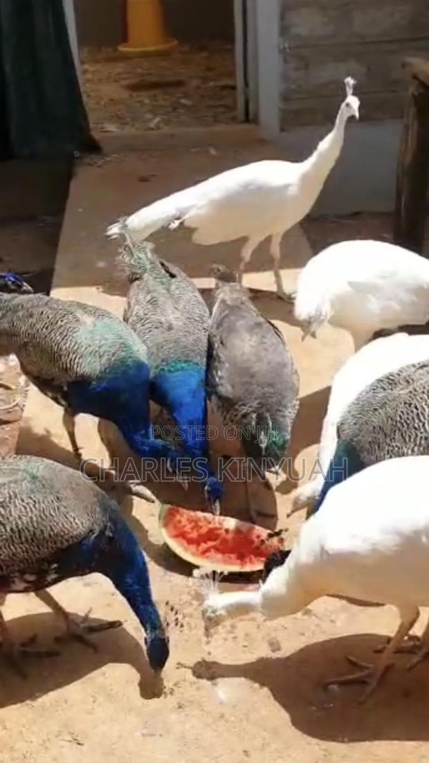 Peacock Peahens - thumbnail 5