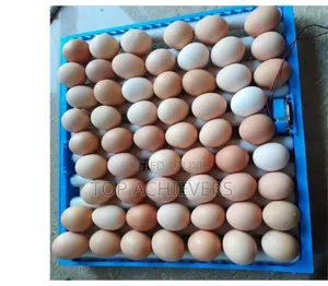 Ac,DC 64 Automatic Egg Incubator