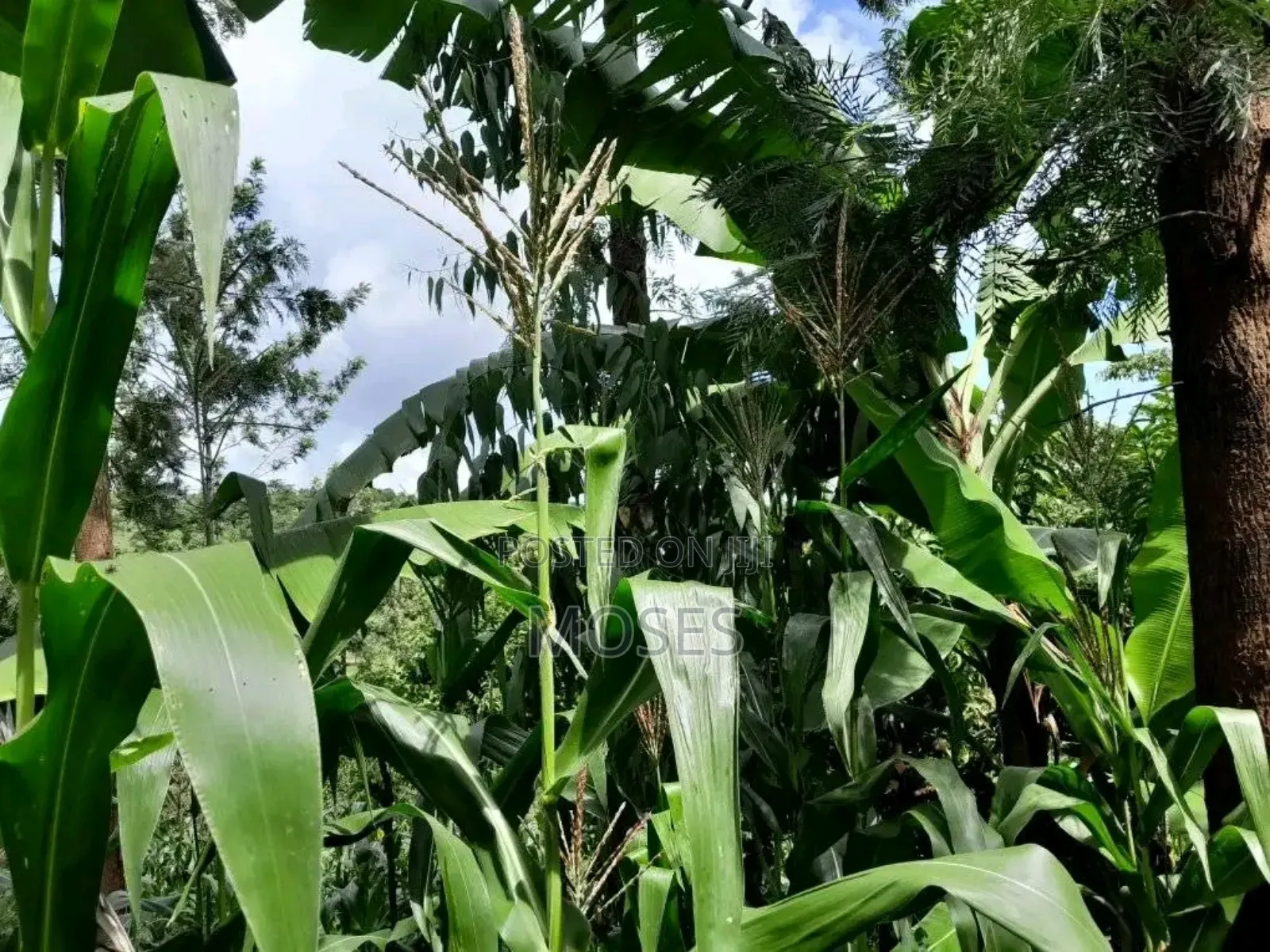 1 Acre Land