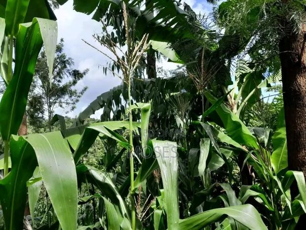 1 Acre Land - thumbnail 12