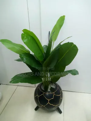 Banana Plant With Calabash Beautiful Piece