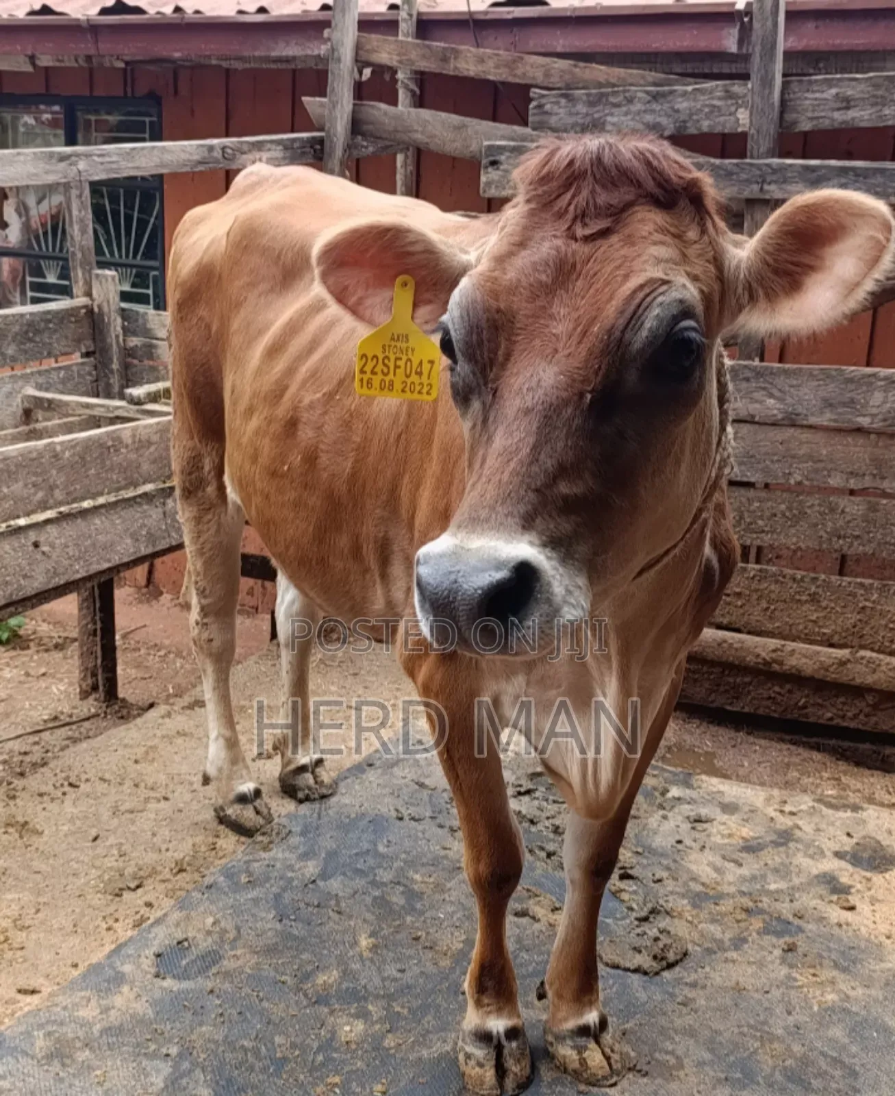Super Giant Cattle