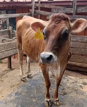 Super Giant Cattle
