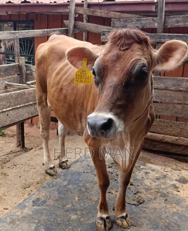 Super Giant Cattle - thumbnail 3