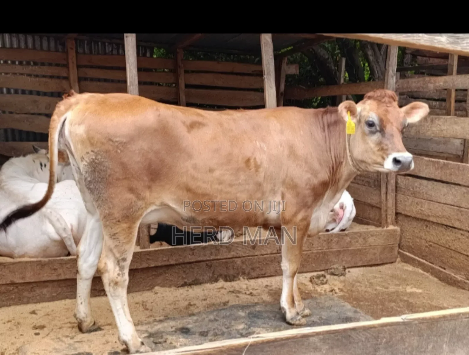 Super Giant Cattle