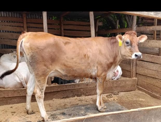 Super Giant Cattle - thumbnail 4