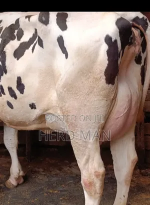 Super Giant Cattle