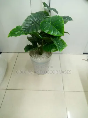 Green Plant With Vase and Pebble Stones in Stock