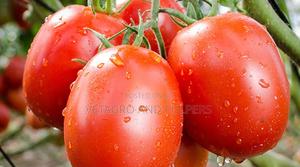 Commando F1 Hybrid Tomato - main view