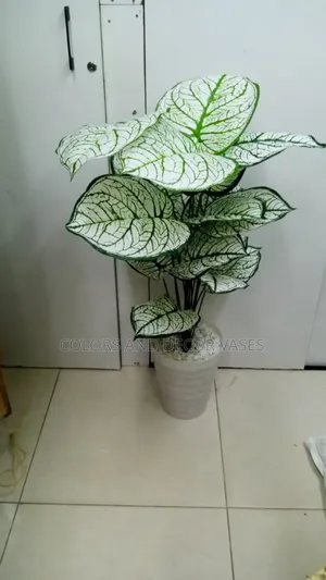 Big White Green Plant With Vase and Pebble Stones