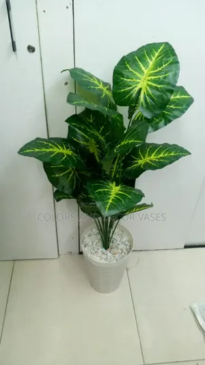 Green Yellow Big Plant With Vase and Pebble Stones