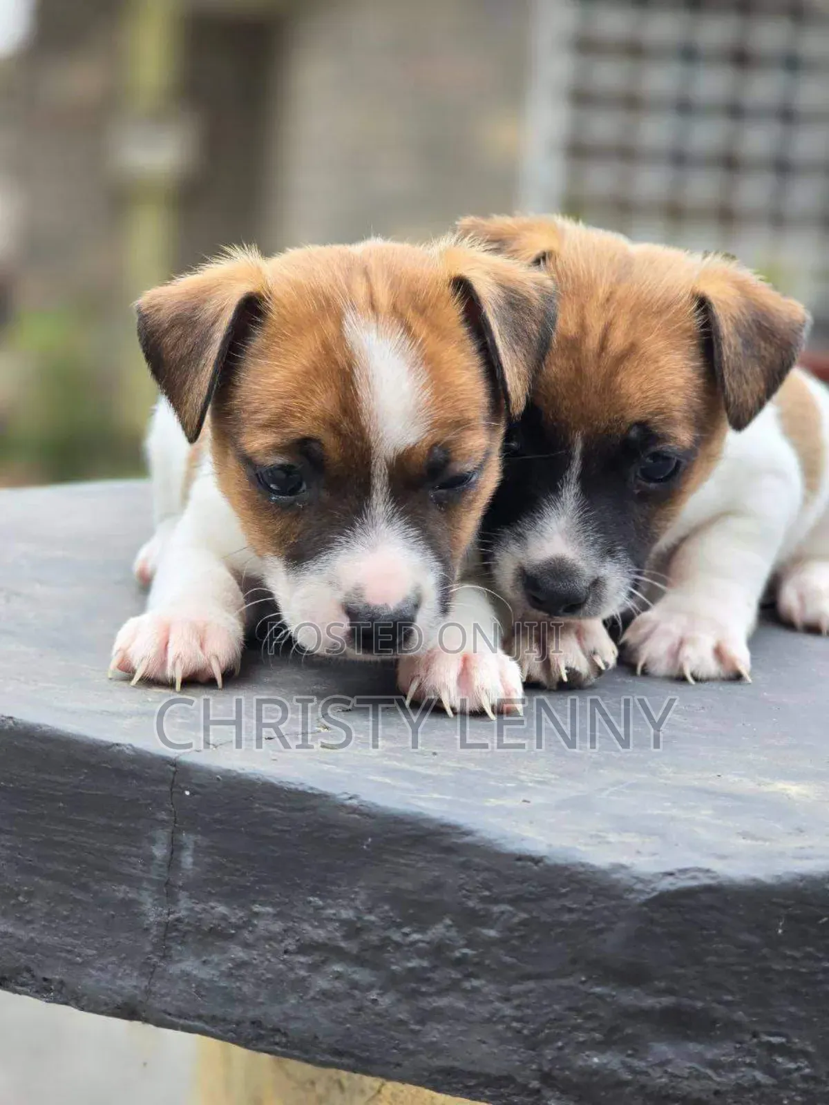 1-3 months Female Purebred Jack Russell Terrier