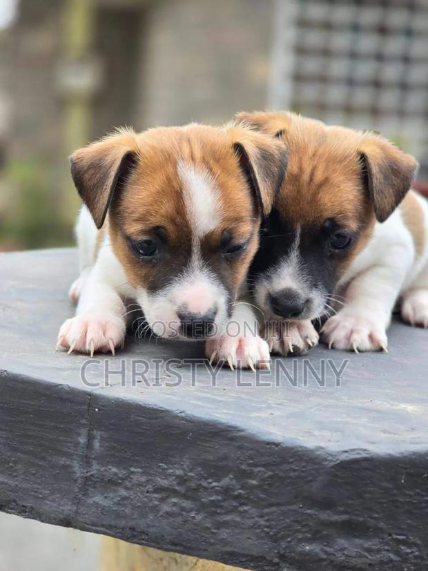 1-3 months Female Purebred Jack Russell Terrier - thumbnail 9