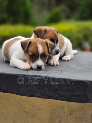 1-3 months Female Purebred Jack Russell Terrier