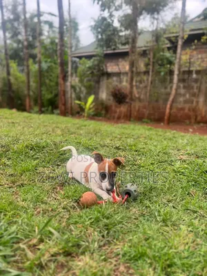 3-6 months Female Purebred Jack Russell Terrier