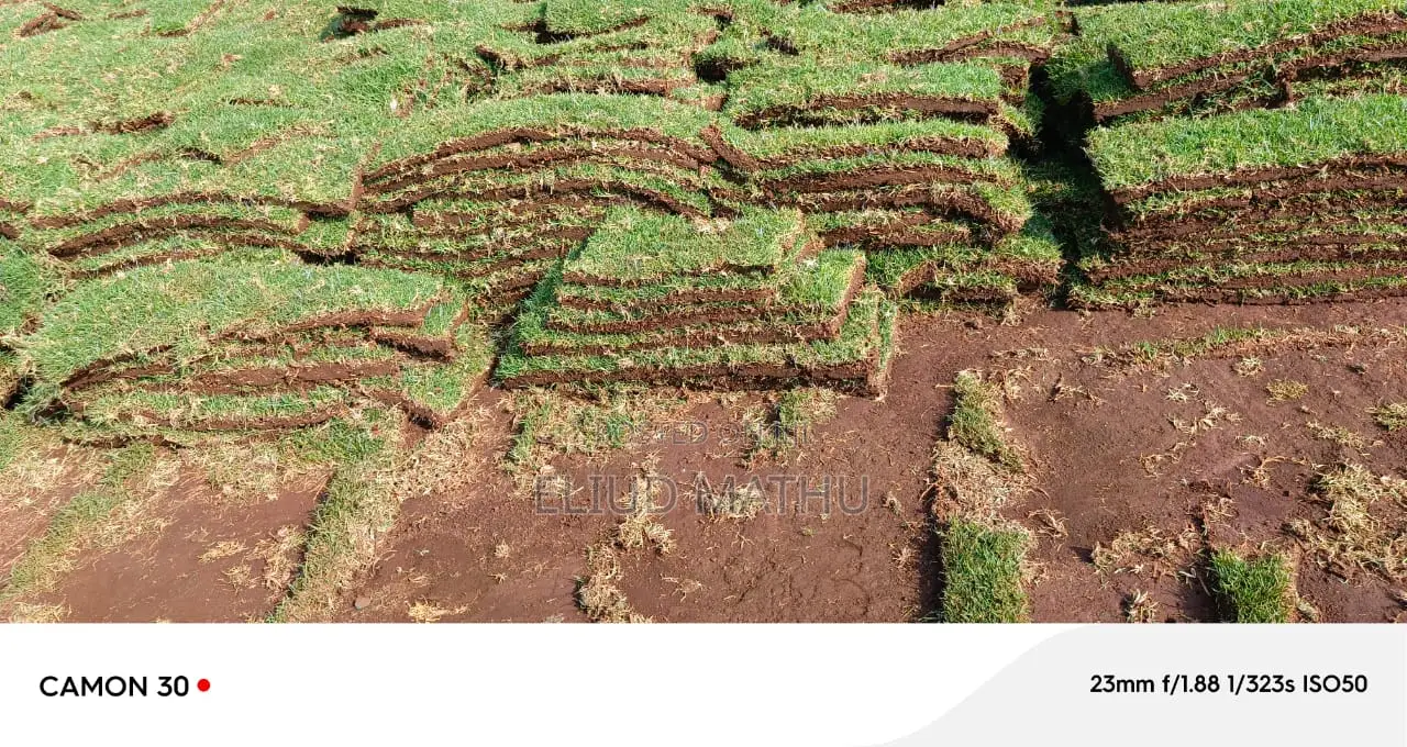 Kikuyu Grass
