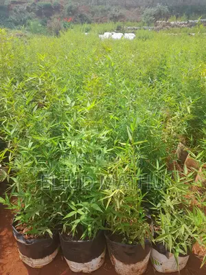 Fargesia Bamboo Plant