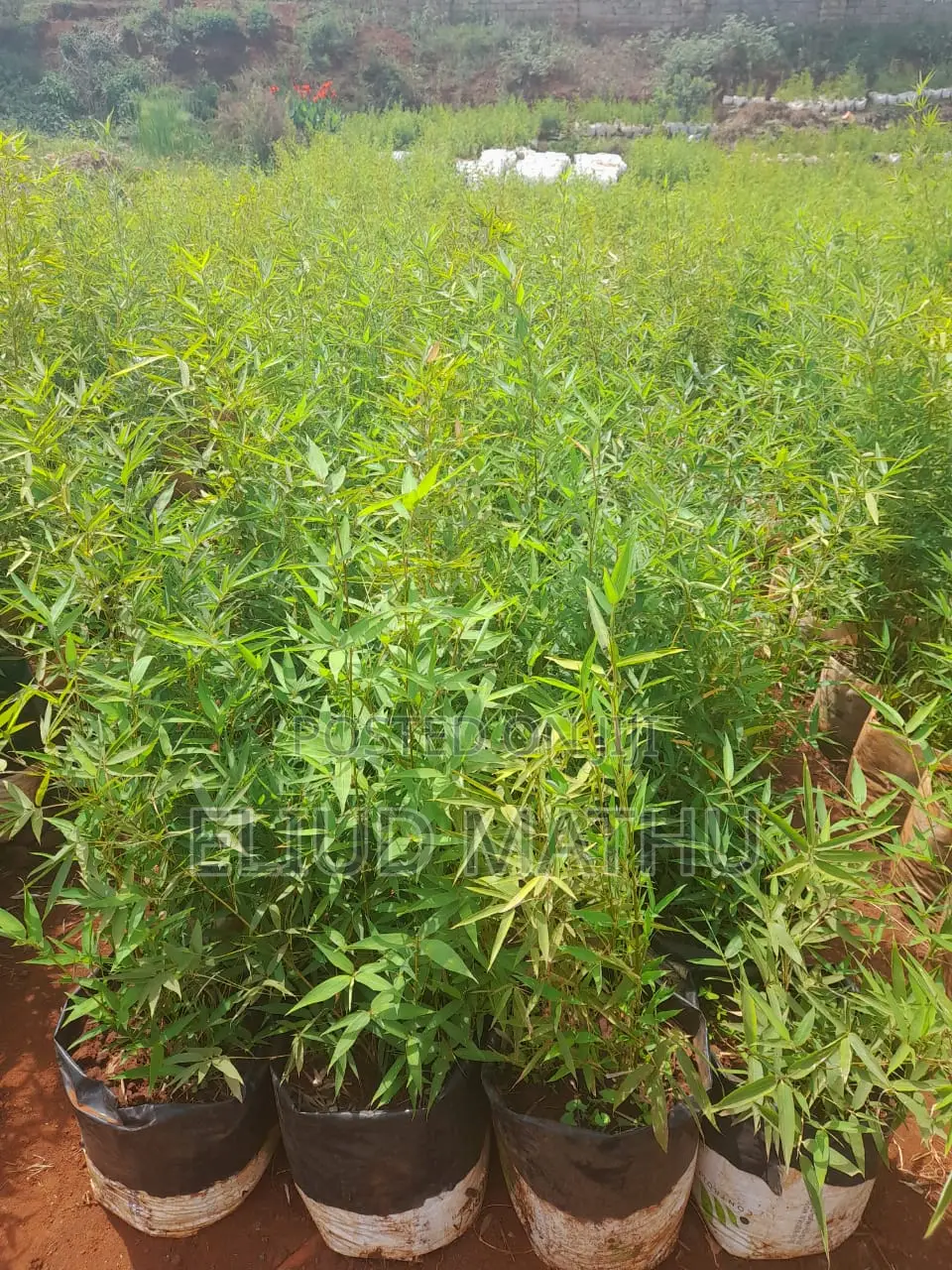 Fargesia Bamboo Plant