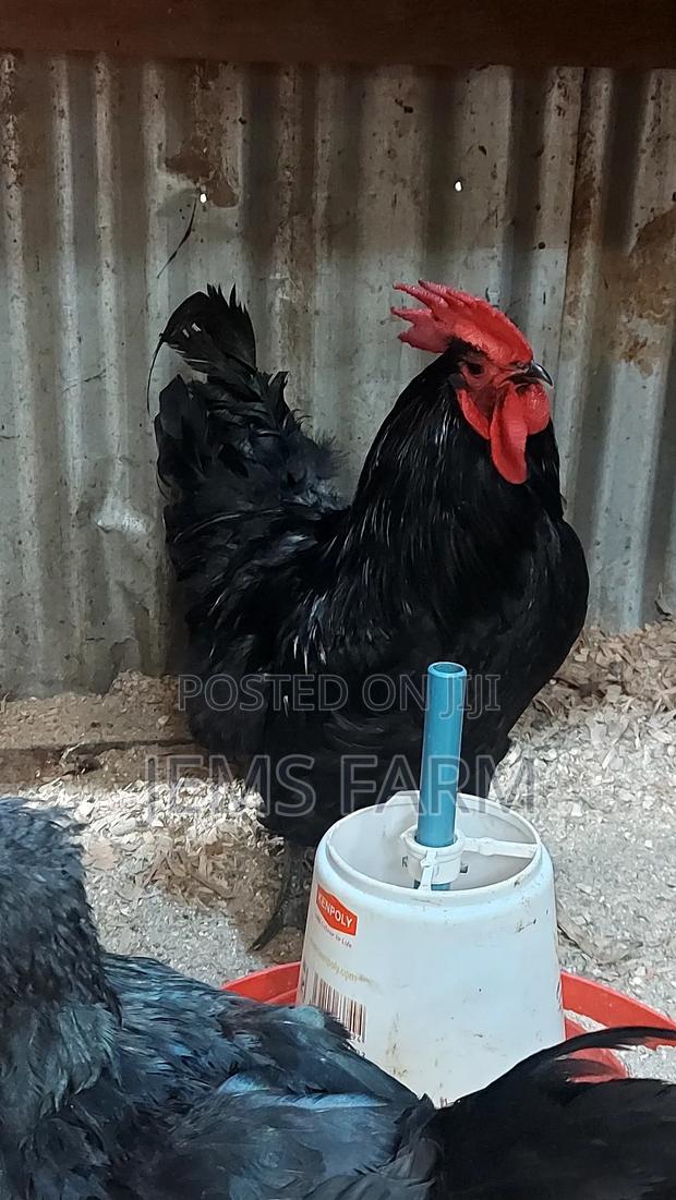 Black Australorp Day Old Chicks - thumbnail 2