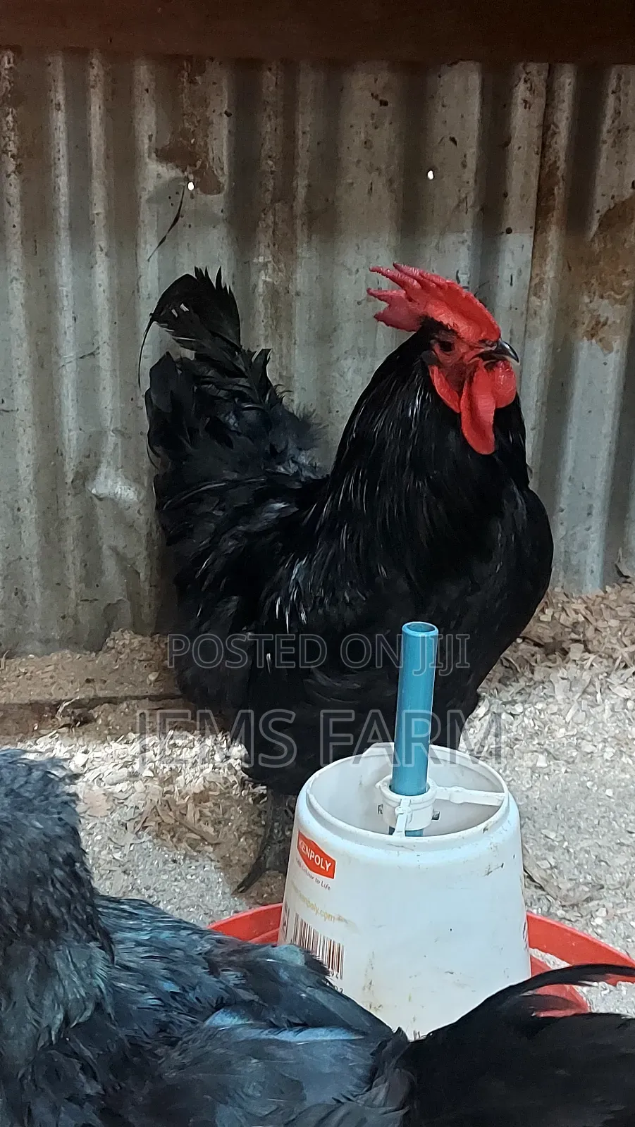 Black Australorp Day Old Chicks