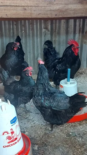 Black Australorp Day Old Chicks