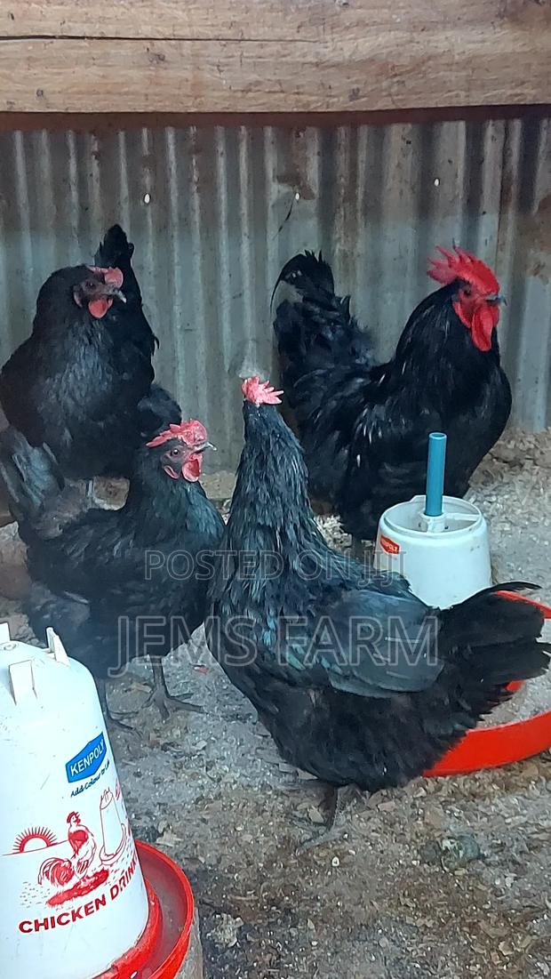 Black Australorp Day Old Chicks - thumbnail 3