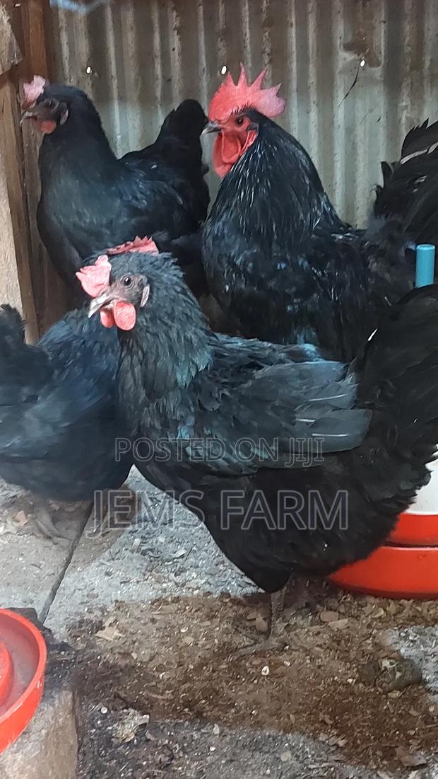 Black Australorp Day Old Chicks - thumbnail 4