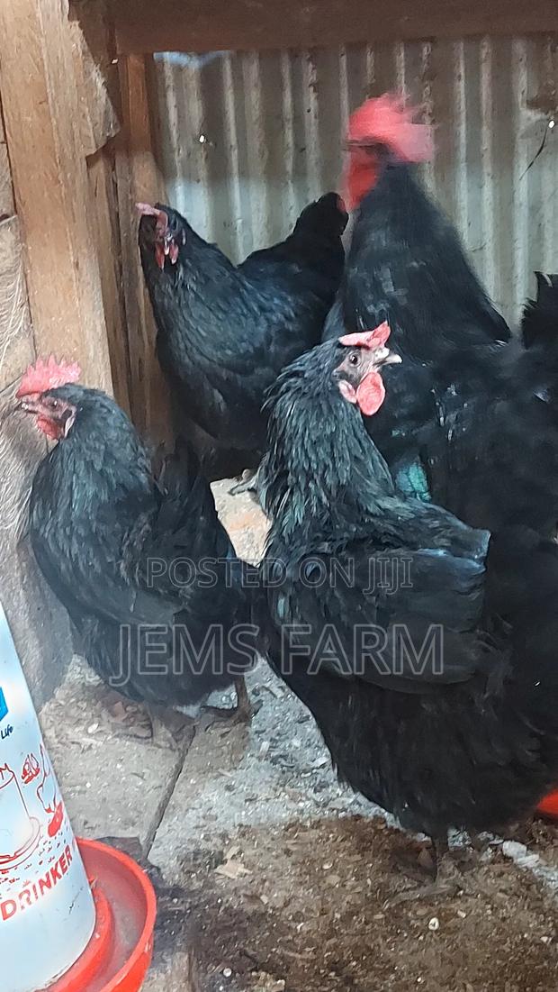 Black Australorp Day Old Chicks - thumbnail 5