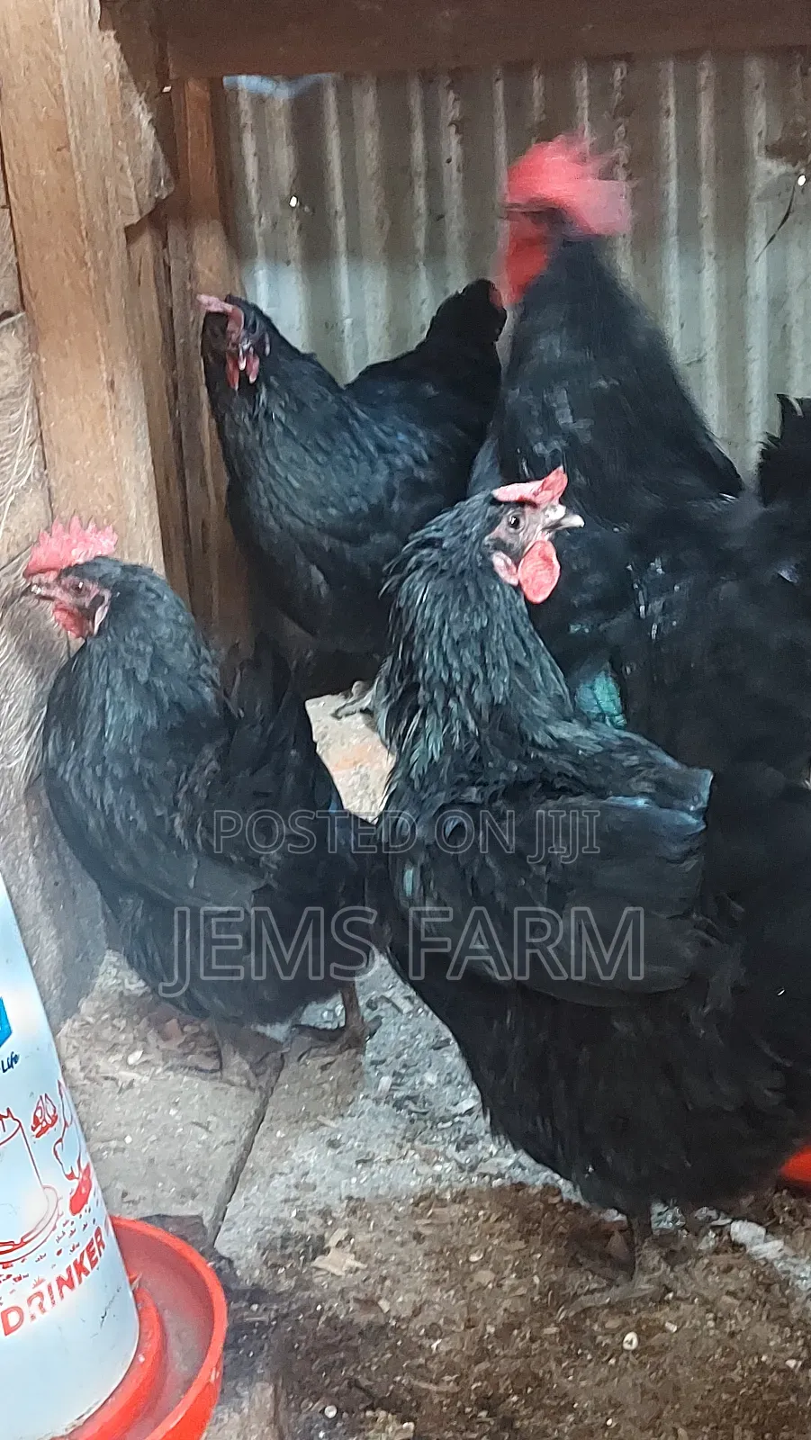 Black Australorp Day Old Chicks