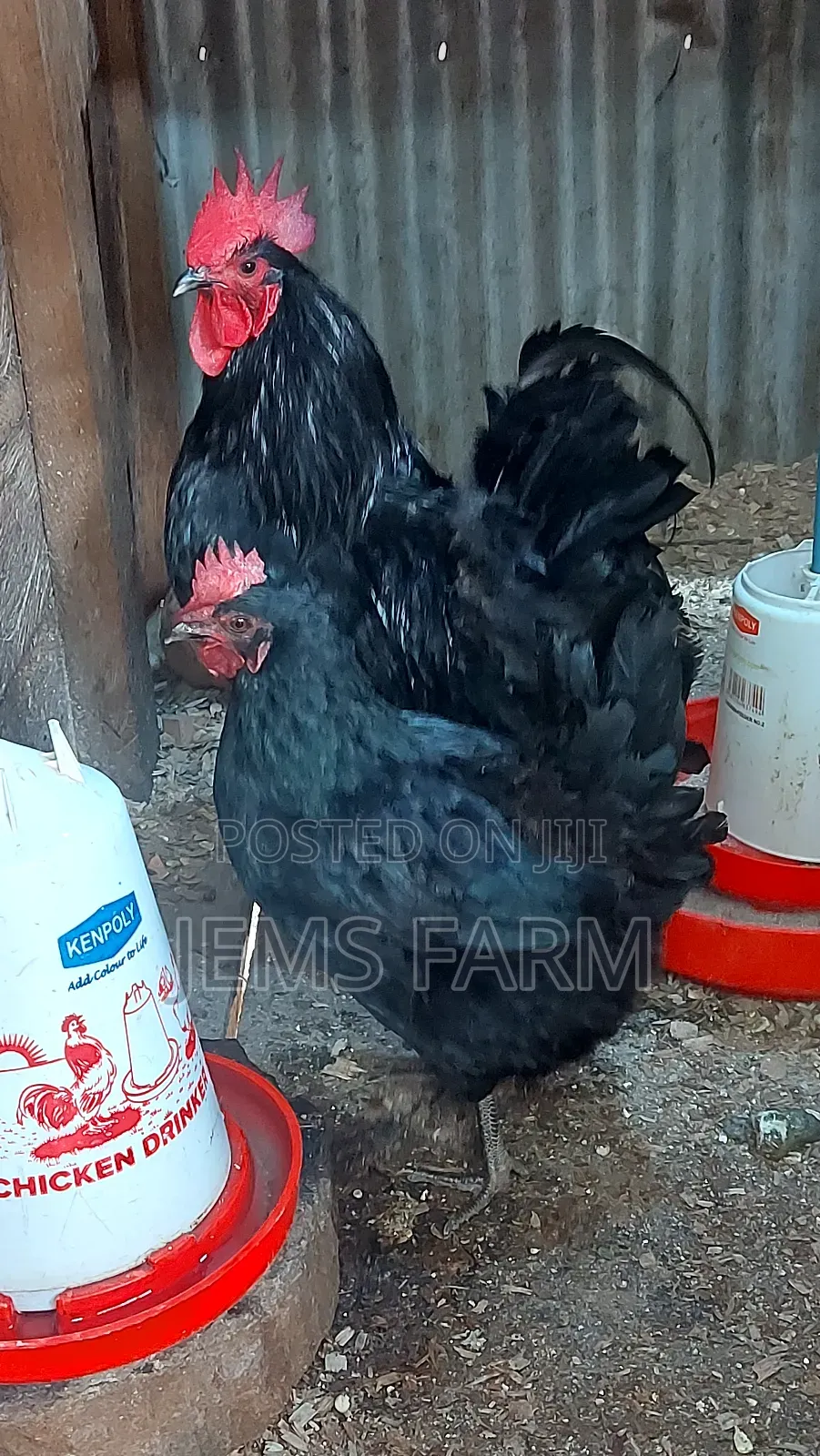 Black Australorp Day Old Chicks
