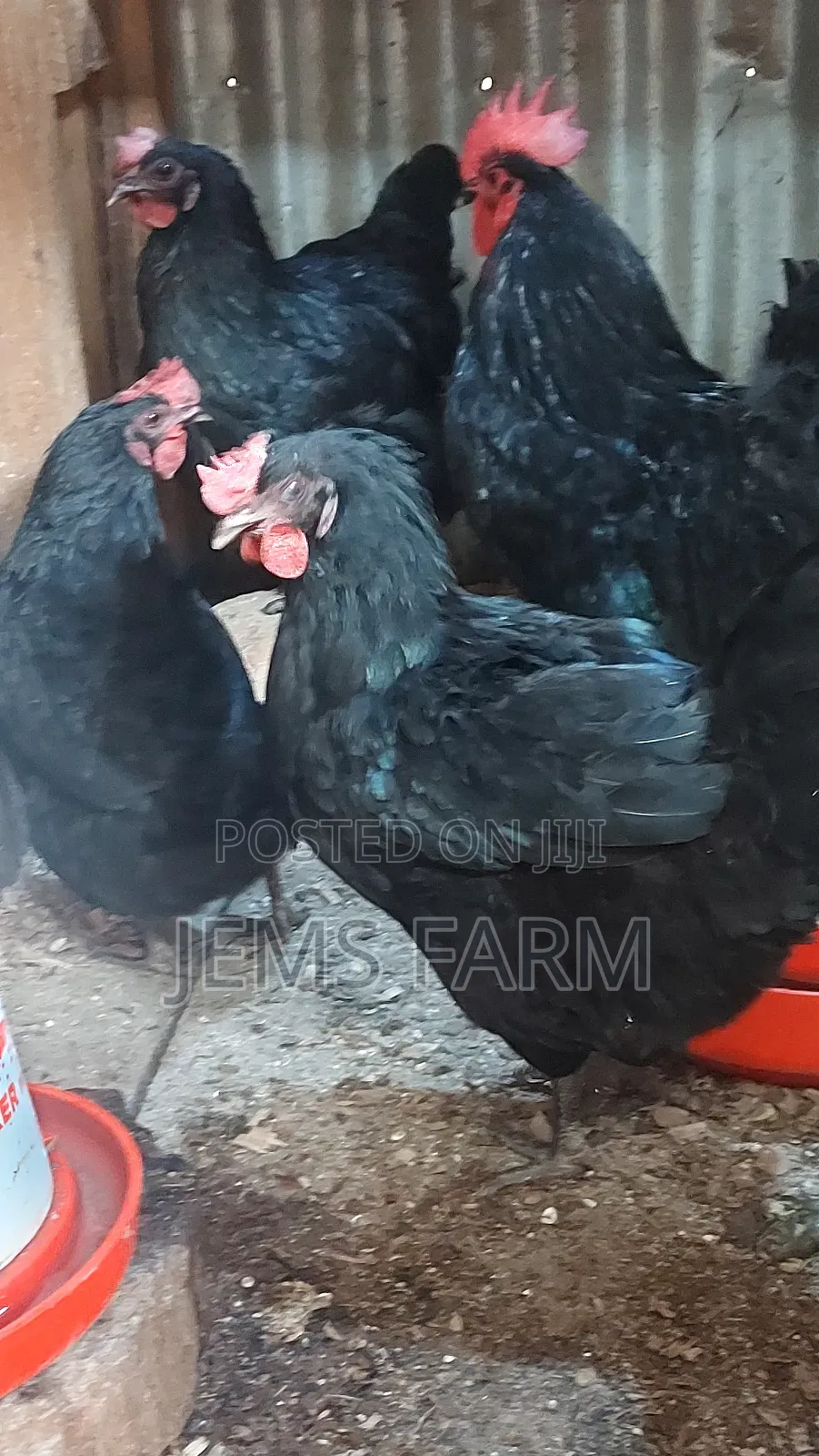Black Australorp Day Old Chicks