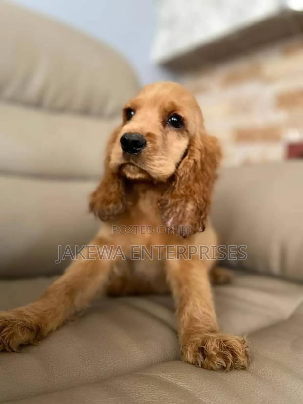 1-3 months Female Purebred English Cocker Spaniel