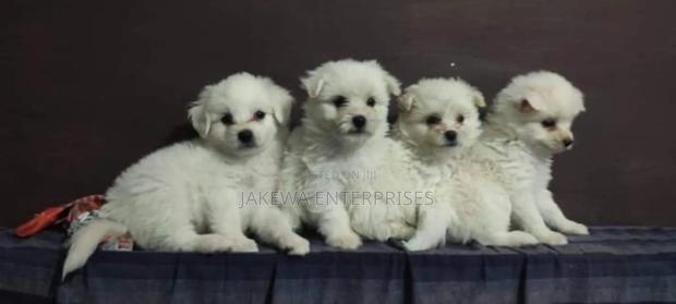 1-3 months Female Purebred Maltese