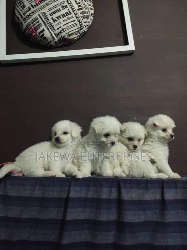 1-3 months Male Purebred Maltese - main view